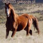 kon Brumby