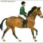 Galop