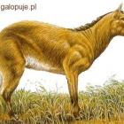 Eohippus