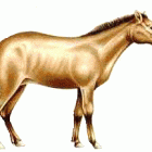 Meryhippus