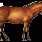 Pliohippus