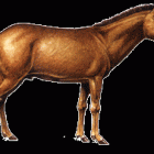 Miohippus