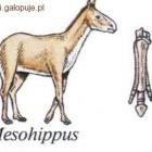Mesohippus