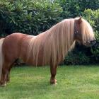 Shetland