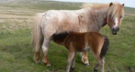 Dartmoor