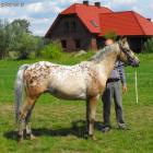 zdjęcie nr 7