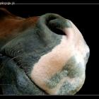 nosek  ^^