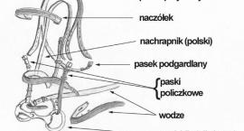 Budowa ogłowia 