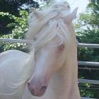 Maść biała / Albino