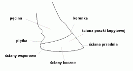 Budowa zewnętrzna kopyta