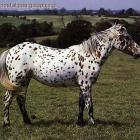 koń Appaloosa