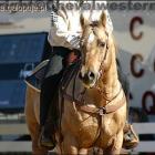 quarter horse