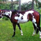 paint horse