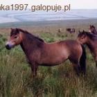 kuc exmoor