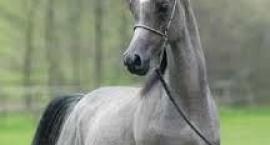 koń arabski
