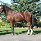 Caballo