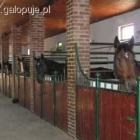Stajnia jest domem dla koni. To dlatego ma ona duży wpływ na nasz wybór. 
