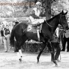 Ruffian