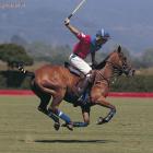 polo-pony.