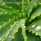 Aloes