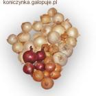 Cebula i czosnek