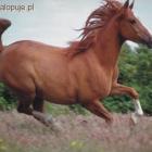 Galop ;)