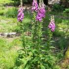 naparstnica