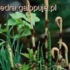 SKRZYP