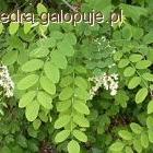 ROBINIA AKACJOWA 