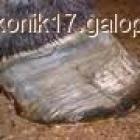 Fotka nr 2 z 3