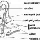 budowa ogłowia :)