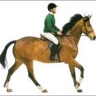 galop w drugim takcie :)