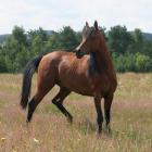 Młody arab.
