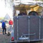 Dwa konie w przyczepie