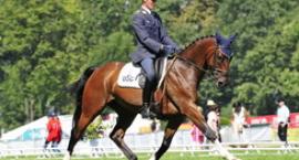 Dressage