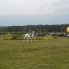 Lis 2008r.