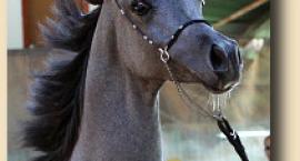 janow.arabians.pl