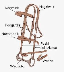 Fotka nr 4 z 11