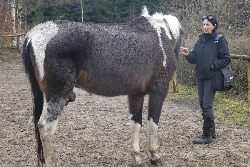 foto Pogotowie dla zwierząt