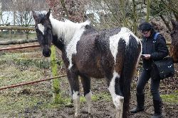 foto Pogotowie dla zwierząt