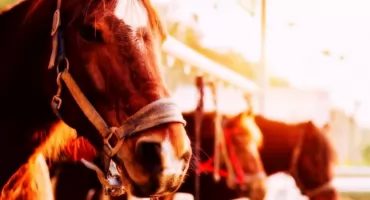 Koń jako terapeuta? Hipoterapia i jej korzyści dla zdrowia