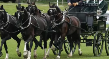 Patryk Fularczyk zwycięzcą CAVALIADA Driving Tour 2025