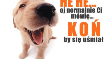 Koń by się uśmiał ;-)