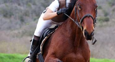 Equine Masters - zawody online 